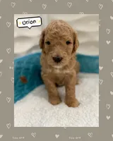 Orion, a male Goldendoodle for sale in Miami, FL – Photo 4 of 6