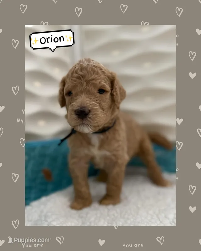 Orion – Goldendoodle puppy for sale in Miami, FL