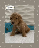 Orion, a male Goldendoodle for sale in Miami, FL – Photo 2 of 6