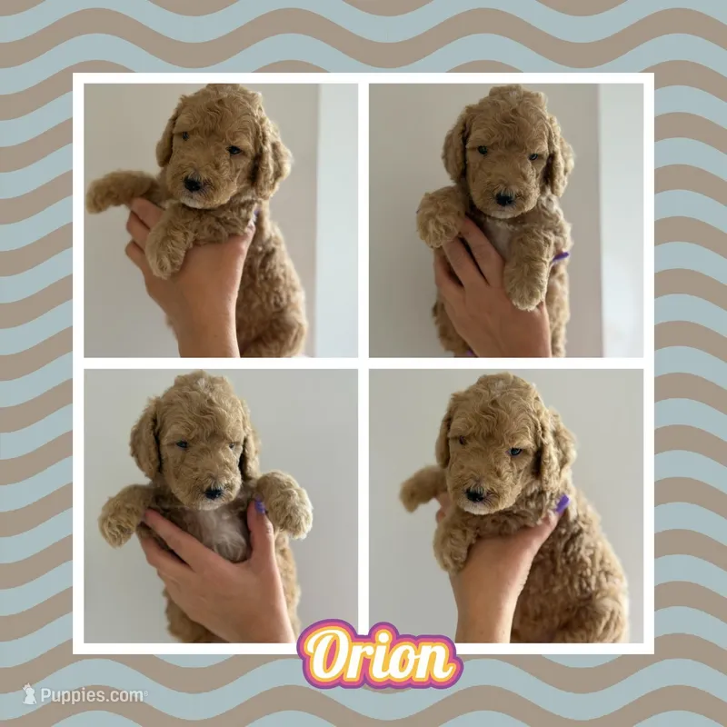 Orion – Goldendoodle puppy for sale in Miami, FL