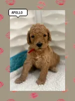 Apollo, a male Goldendoodle for sale in Miami, FL – Photo 2 of 6