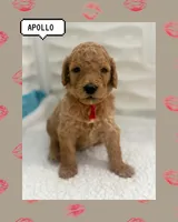 Apollo, a male Goldendoodle for sale in Miami, FL – Photo 3 of 6