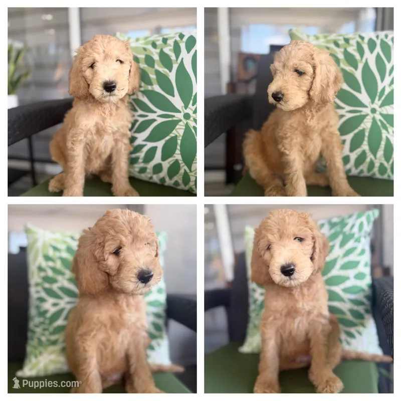 Apollo – Goldendoodle puppy for sale in Miami, FL