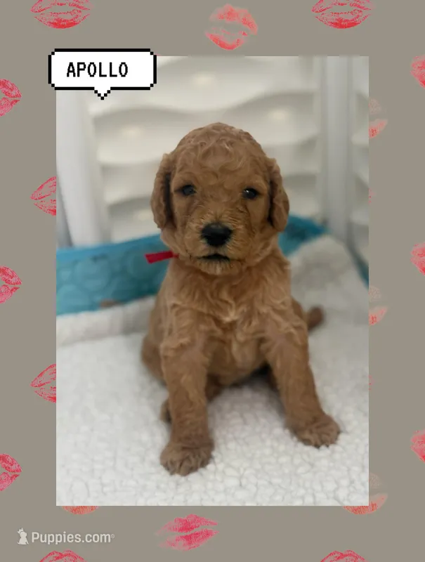 Apollo – Goldendoodle puppy for sale in Miami, FL