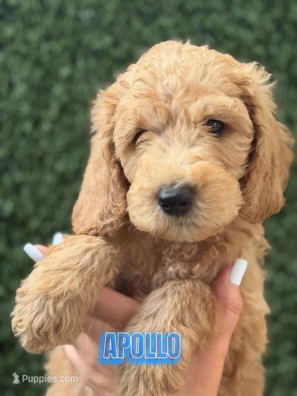 Apollo – Goldendoodle puppy for sale in Miami, FL