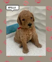 Apollo, a male Goldendoodle for sale in Miami, FL – Photo 5 of 6