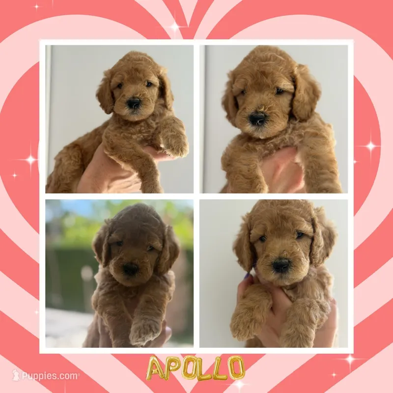Apollo – Goldendoodle puppy for sale in Miami, FL