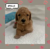 Apollo, a male Goldendoodle for sale in Miami, FL – Photo 6 of 6