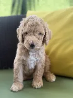 Orion, a male Goldendoodle for sale in Miami, FL – Photo 2 of 9