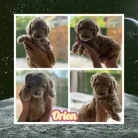 Orion, a male Goldendoodle for sale in Miami, FL – Photo 7 of 9