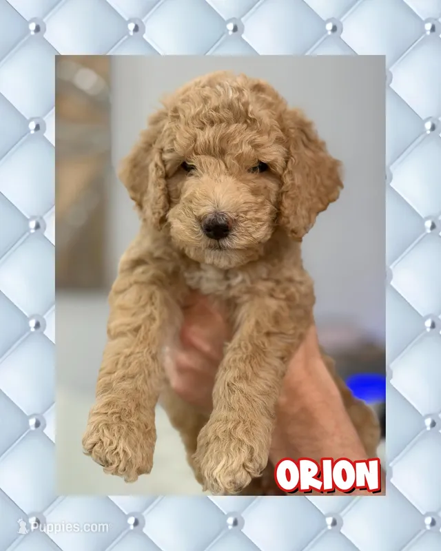 Orion – Goldendoodle puppy for sale in Miami, FL