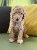 Orion, a male Goldendoodle for sale in Miami, FL – Photo 4 of 9