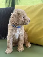 Orion, a male Goldendoodle for sale in Miami, FL – Photo 9 of 9