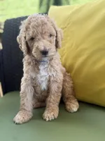 Orion, a male Goldendoodle for sale in Miami, FL – Photo 3 of 9