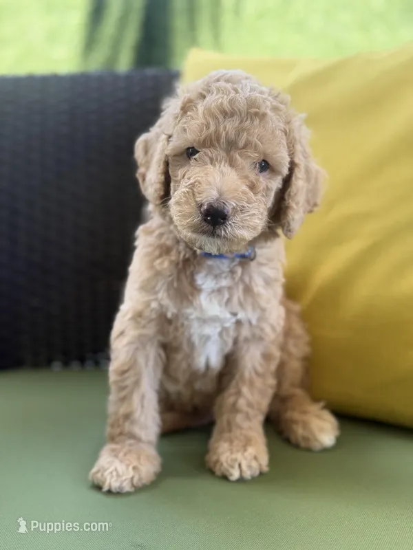 Orion – Goldendoodle puppy for sale in Miami, FL