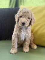 Orion, a male Goldendoodle for sale in Miami, FL – Photo 1 of 9