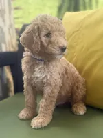 Orion, a male Goldendoodle for sale in Miami, FL – Photo 5 of 9