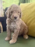 Orion, a male Goldendoodle for sale in Miami, FL – Photo 6 of 9