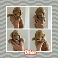 Orion, a male Goldendoodle for sale in Miami, FL – Photo 8 of 9