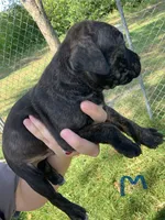Black brindle, a male American Staffordshire Terrier for sale in Polo, MO – 3 of 3