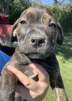 Reeses, a male American Staffordshire Terrier and Bullmastiff for sale in Polo, MO – 1 of 8