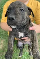 Reeses, a male American Staffordshire Terrier for sale in Polo, MO – 3 of 4