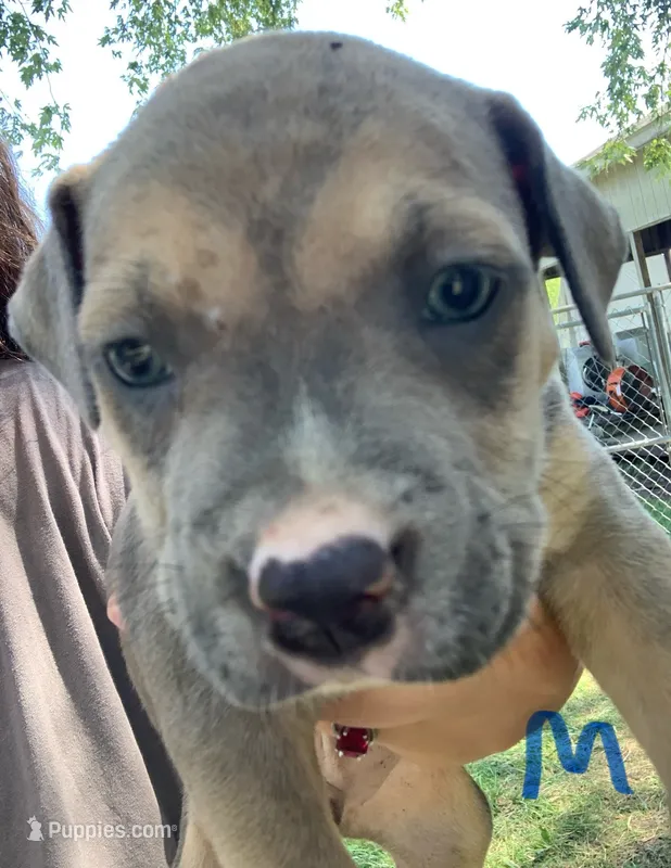 Brown Male – American Staffordshire Terrier puppy for sale in Polo, MO