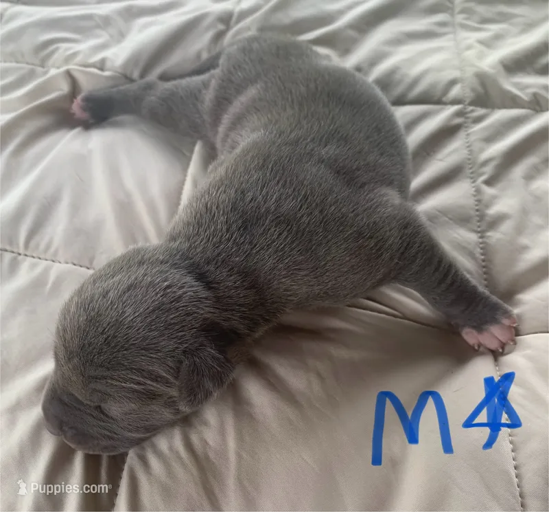 Gray Male 2 – American Staffordshire Terrier puppy for sale in Polo, MO