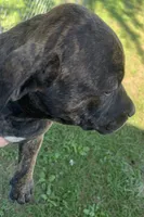 Reeses, a male American Staffordshire Terrier and Bullmastiff for sale in Polo, MO – 6 of 8