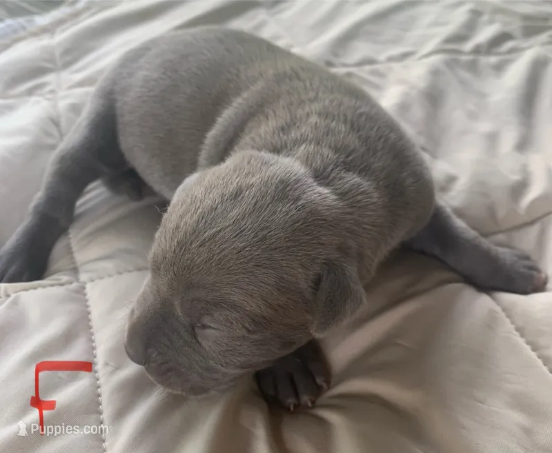Gray Female – American Staffordshire Terrier puppy for sale in Polo, MO