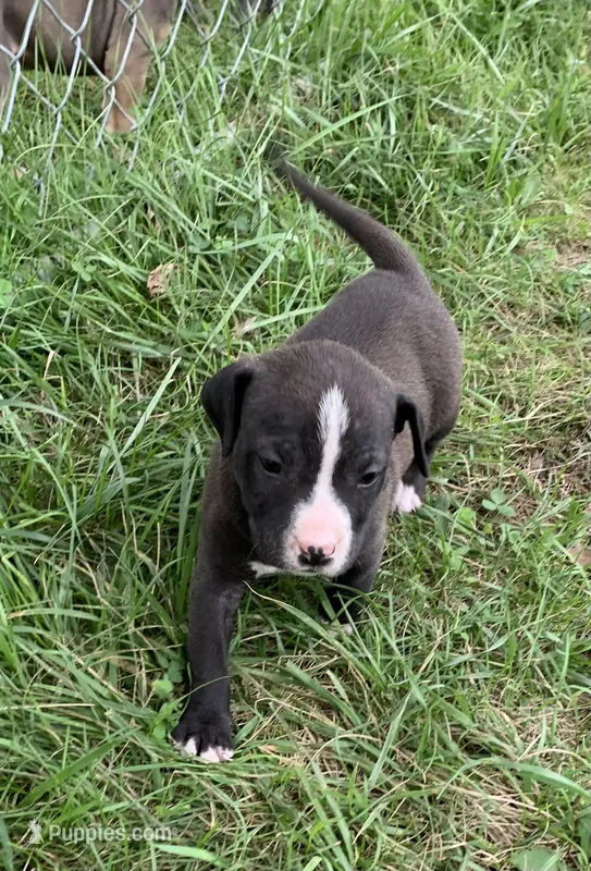 Nico – American Staffordshire Terrier puppy for sale in Polo, MO