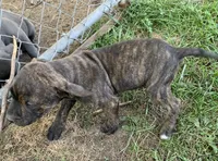Reeses, a male American Staffordshire Terrier and Bullmastiff for sale in Polo, MO – 8 of 8