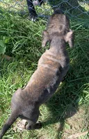 Reeses, a male American Staffordshire Terrier and Bullmastiff for sale in Polo, MO – 5 of 8