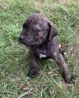Reeses, a male American Staffordshire Terrier for sale in Polo, MO – 4 of 4