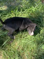 Nico, a male American Staffordshire Terrier and Bullmastiff for sale in Polo, MO – 6 of 7