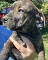 Reeses, a male American Staffordshire Terrier and Bullmastiff for sale in Polo, MO – 2 of 8