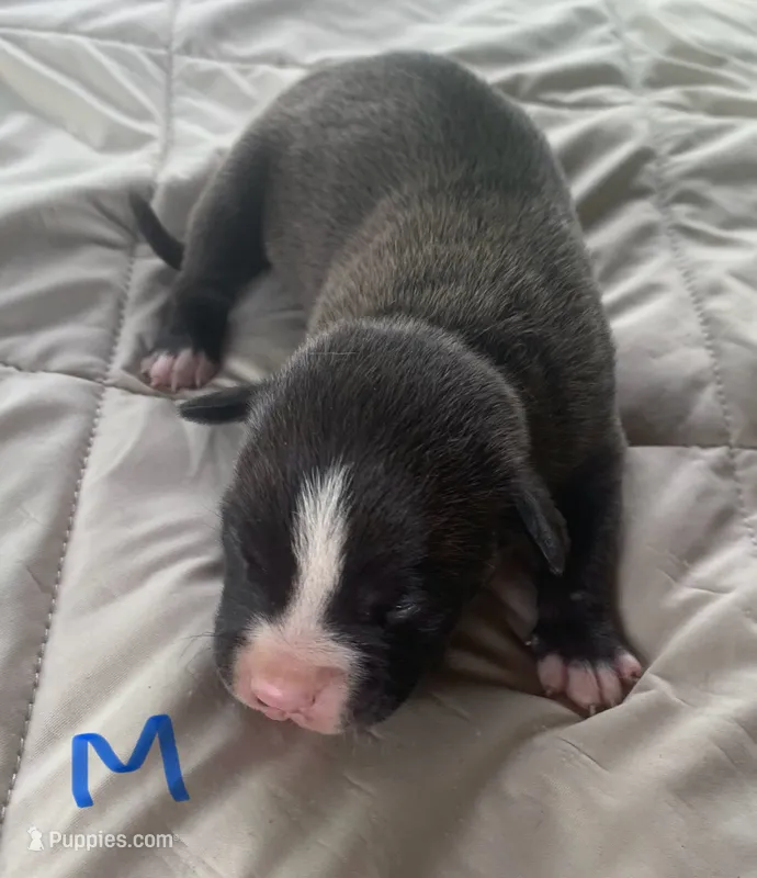 Black Male – American Staffordshire Terrier puppy for sale in Polo, MO