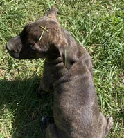 Reeses, a male American Staffordshire Terrier and Bullmastiff for sale in Polo, MO – 7 of 8