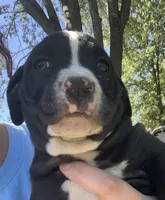 Nico, a male American Staffordshire Terrier and Bullmastiff for sale in Polo, MO – 7 of 7