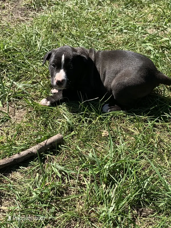 Nico – American Staffordshire Terrier, Bullmastiff puppy for sale in Polo, MO