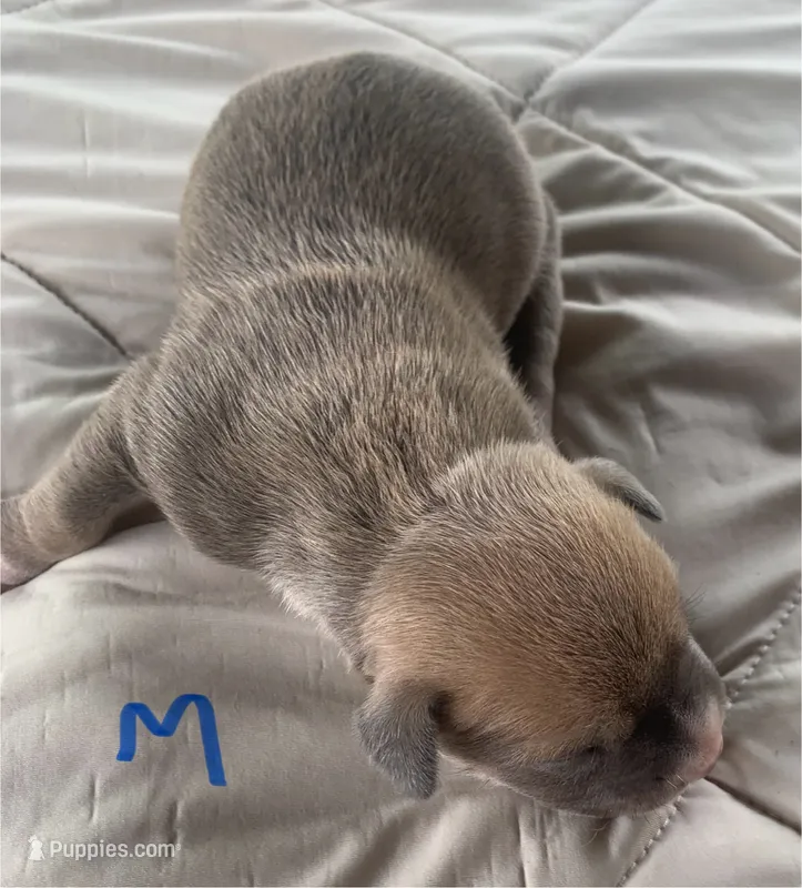 Brown Male – American Staffordshire Terrier puppy for sale in Polo, MO