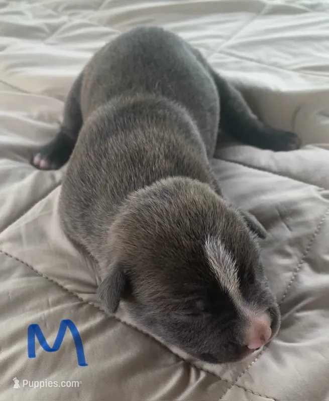 Gray Male 1 – American Staffordshire Terrier puppy for sale in Polo, MO