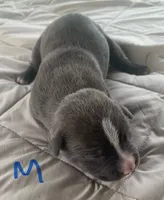 Gray Male 1, a male American Staffordshire Terrier for sale in Polo, MO – 1 of 1