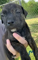 Black brindle, a male American Staffordshire Terrier for sale in Polo, MO – 2 of 3