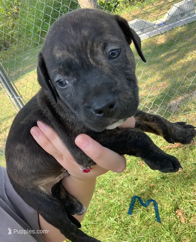 Black brindle – American Staffordshire Terrier puppy for sale in Polo, MO