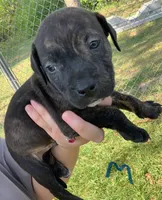 Black brindle, a male American Staffordshire Terrier for sale in Polo, MO – 1 of 3
