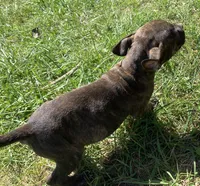 Reeses, a male American Staffordshire Terrier and Bullmastiff for sale in Polo, MO – 3 of 8