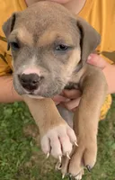 Pibble , a male American Staffordshire Terrier for sale in Polo, MO – 2 of 3