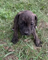 Reeses, a male American Staffordshire Terrier for sale in Polo, MO – 2 of 4