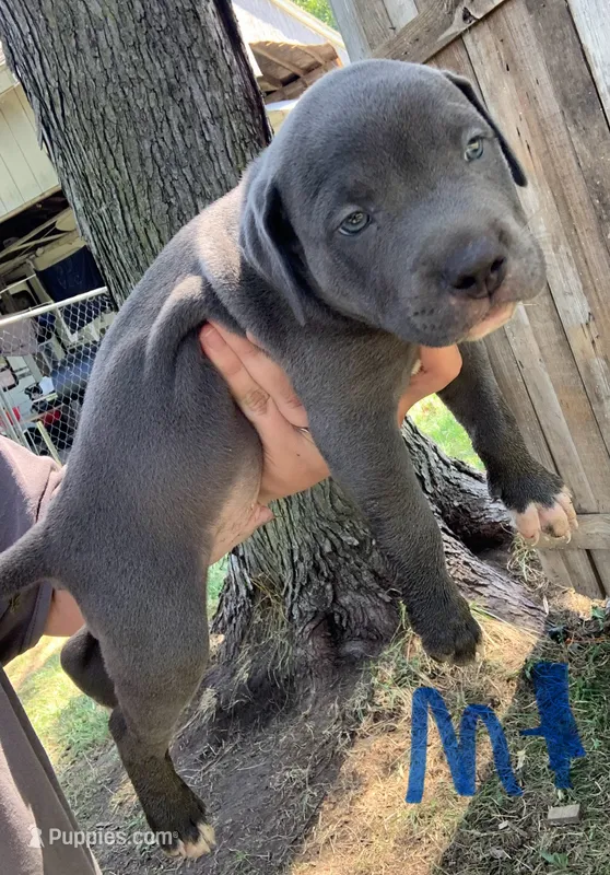 Skippy – American Staffordshire Terrier puppy for sale in Polo, MO